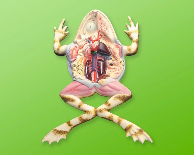 Educational frog anatomy diagram from Dissect UK