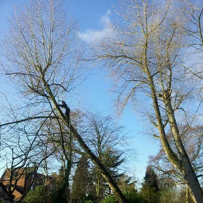 Highbury Tree Services arborist working in a mature tree