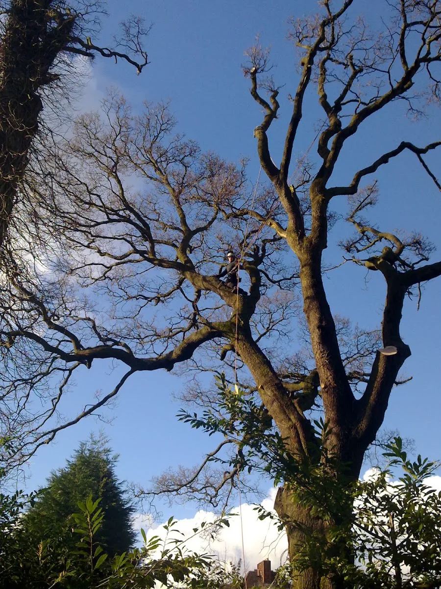 Mature tree after a crown reduction by Highbury Tree Services