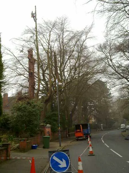 Managed roadside tree work by Highbury Tree Services