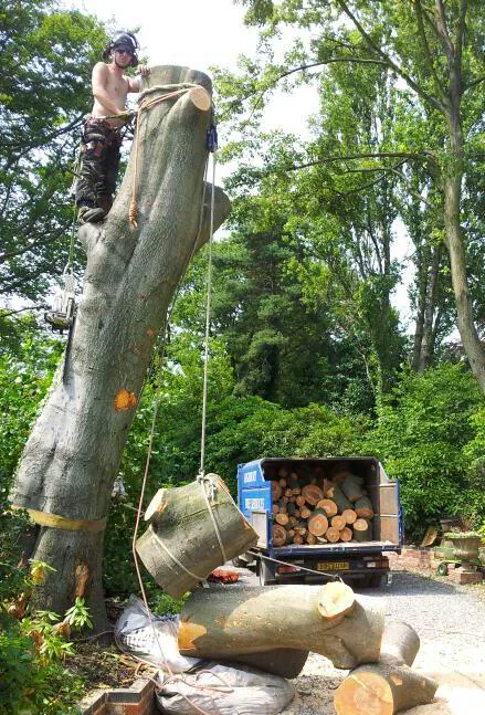 Highbury Tree Services sectioning a large tree trunk safely