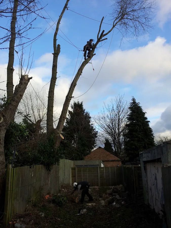 Highbury Tree Services carrying out a supported tree reduction