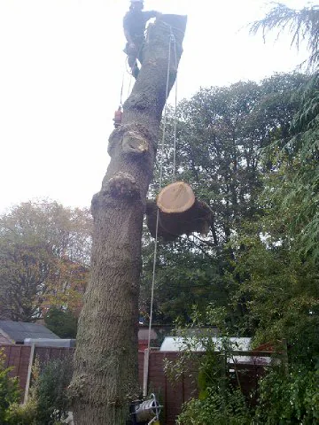 Sectioned tree trunk during removal by Highbury Tree Services