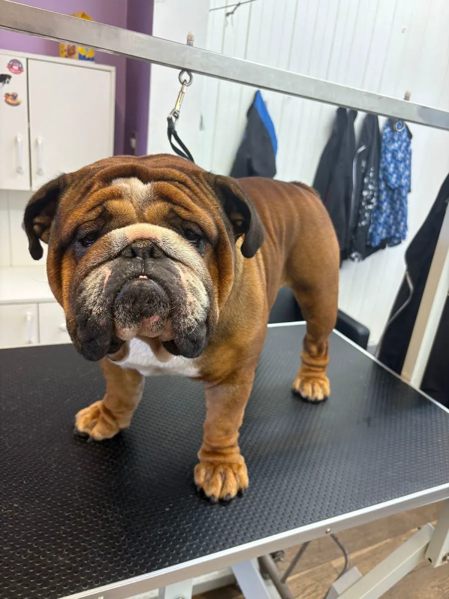 Freshly groomed bulldog at MK Dog Grooming