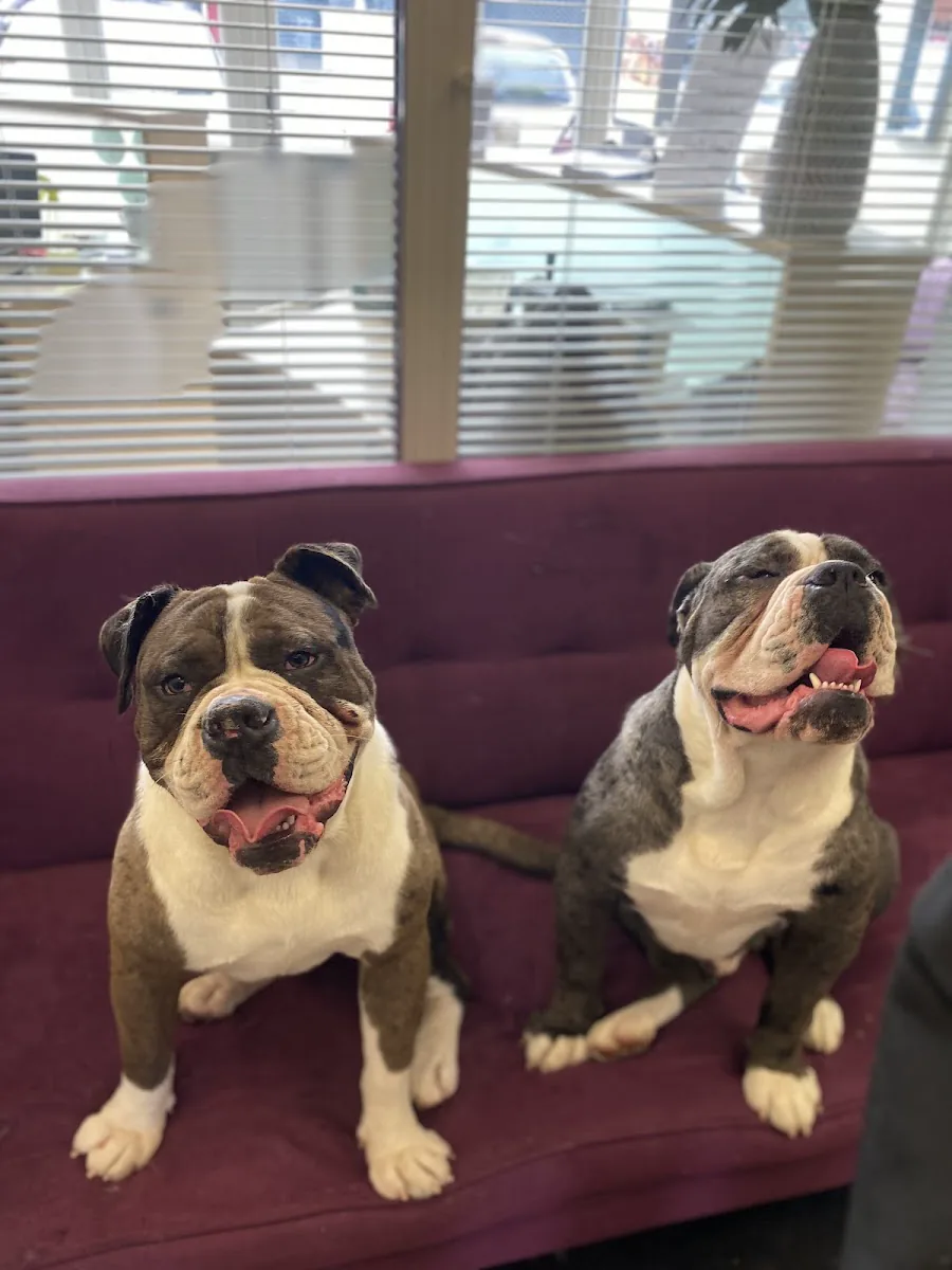 Two bulldogs after their grooming appointments at MK Dog Grooming