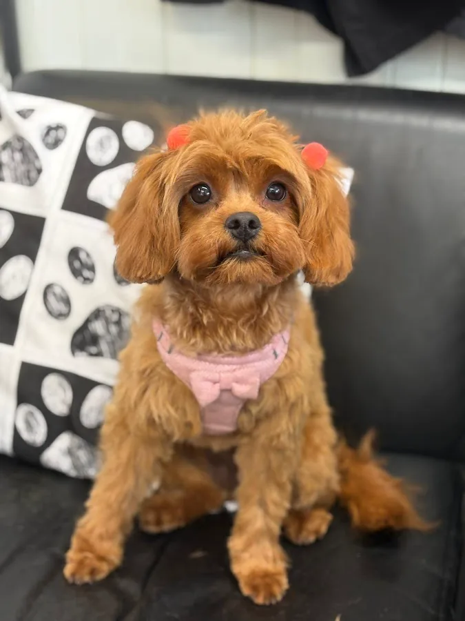 Freshly groomed dog at MK Dog Grooming