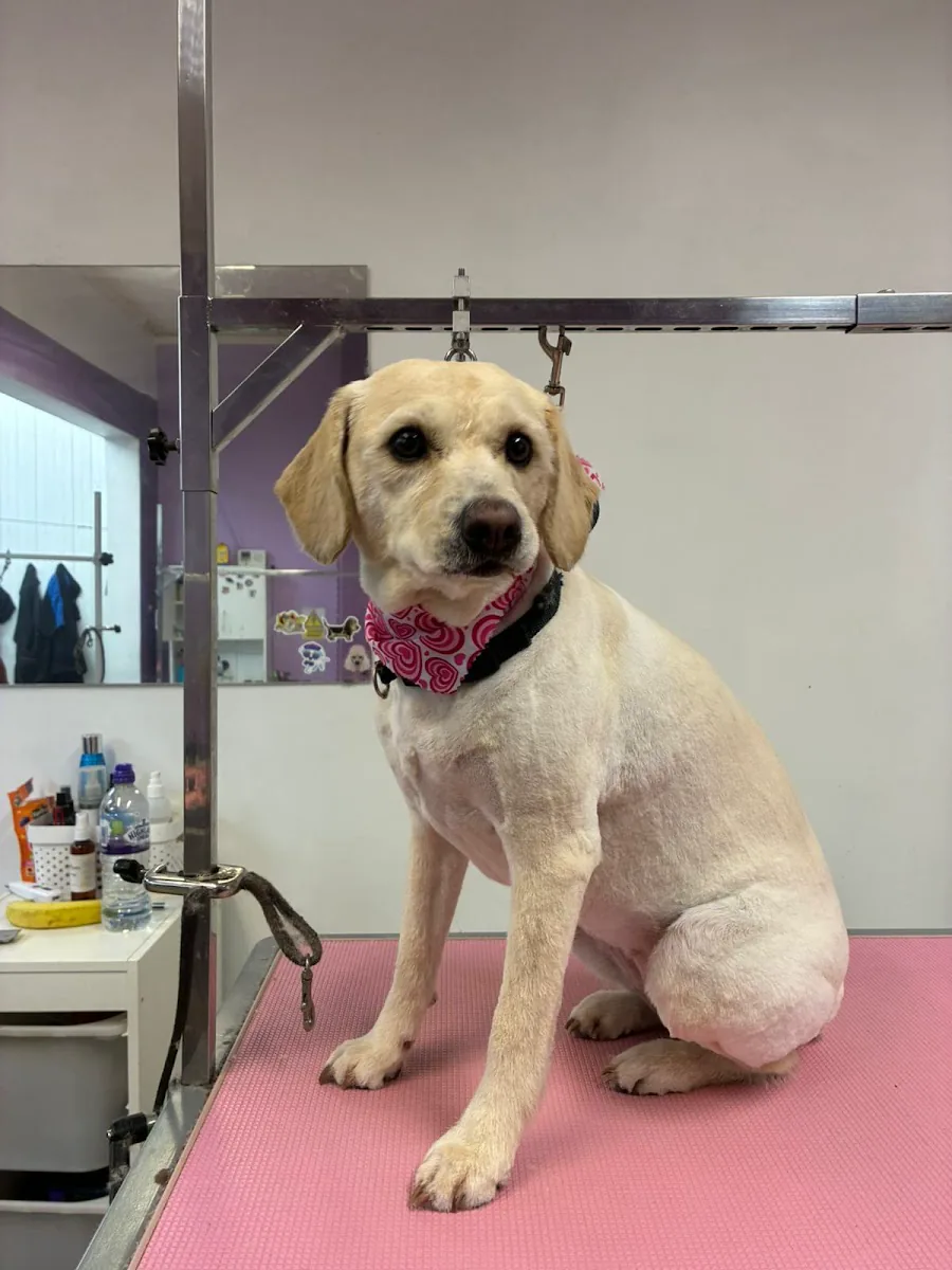 Freshly groomed Labrador at MK Dog Grooming