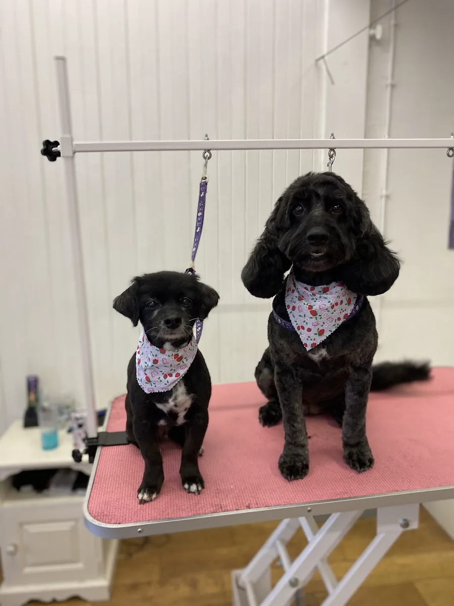 Two freshly groomed dogs at MK Dog Grooming