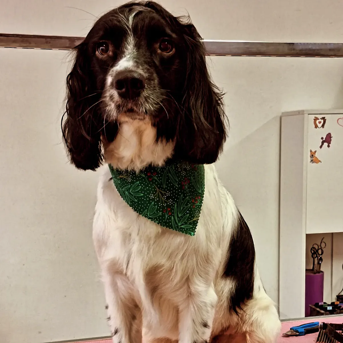 Freshly groomed spaniel at MK Dog Grooming