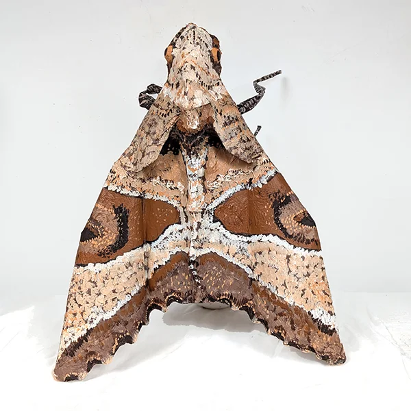 Pamina Stewart’s Angle Shades Moth sculpture, with patterned brown and cream wings made from discarded materials.