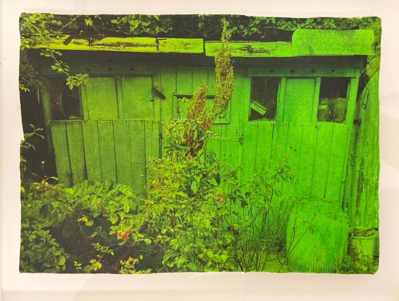 Sharon Baker’s Green Shed print, showing a vivid green garden shed behind foliage.
